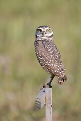 Burrowing Owl