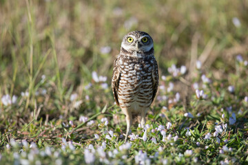 Burrowing Owl