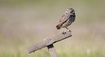 Burrowing Owl