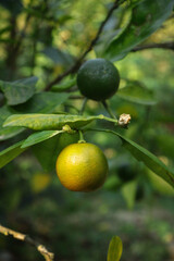 Orange tree In Garden