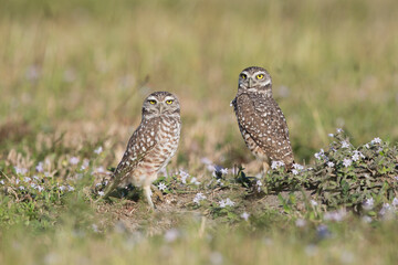 Burrowing Owl