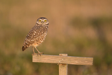 Burrowing Owl