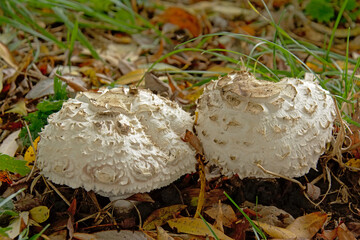 White shaggy parasol mushrooms - Chlorophyllum rhacodes