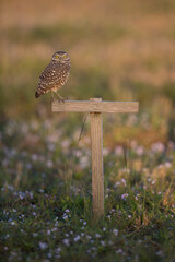 Burrowing Owl