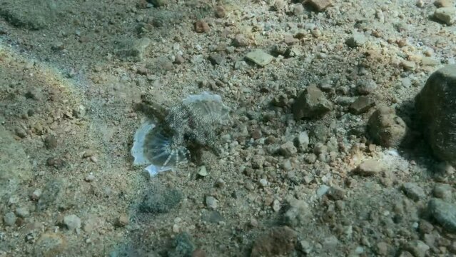Three Seamoth met on the seabed during the mating season. Pegasus, Little Dragonfish or Common Seamoth (Eurypegasus draconis). 4K-60fps