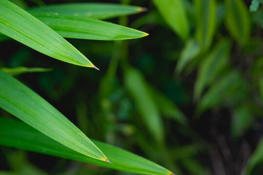 Pandanus. The tip of the leaves are green and are used as an ingredient in cooking.