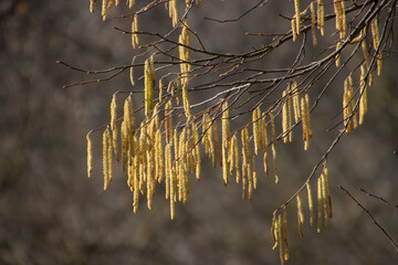 Branch with blossoms of a haselnut tree