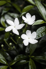 white flowers in the garden