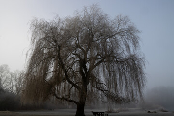 Weeping willow tree on a foggy winter morning