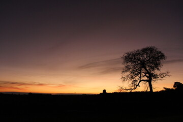 silhouette of a tree at sunset