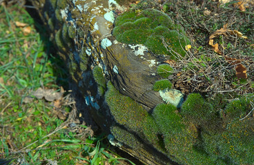 Green moss covers the layered stone on the ground in the wild under the bright rays of the sun