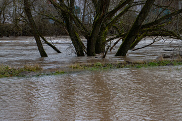 Trees standing in the current of a flood of splashing dirty brown water