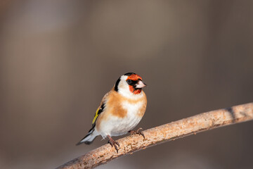 Goldfinch, Carduelis carduelis, perched on wooden perch with blurred natural background.