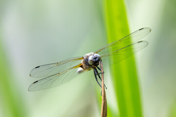 Close up images of  a male black-tailed skimmer (Orthetrum cancellatum) 