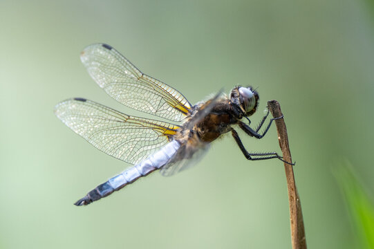 Close up images of  a male black-tailed skimmer (Orthetrum cancellatum) 
