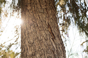 Tree bark texture. The body of the tree