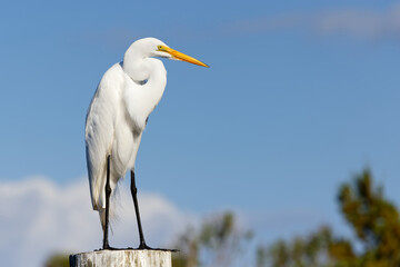 Beautiful Great Egret (ardea alba) perched on a dock piling against a blue sky.