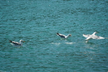 portovenere