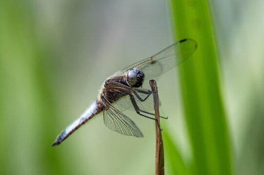 Close up images of  a male black-tailed skimmer (Orthetrum cancellatum) 