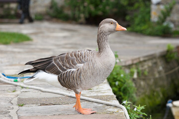 goose in the park