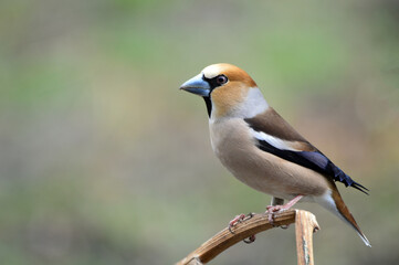 Grosbeak bird close-up. Sitting on a branch. The common oak tree (lat. Coccothraustes coccothraustes) is a species of bird in the finch family.