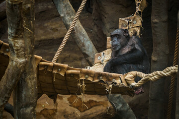 An Upper Guinean chimpanzee sits on a branch trunk in captivity.