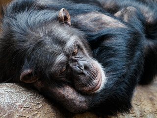 An Upper Guinean chimpanzee lies on the trunk of a branch in captivity.