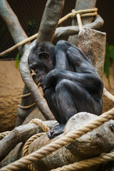 An Upper Guinean chimpanzee sits on a branch trunk in captivity.