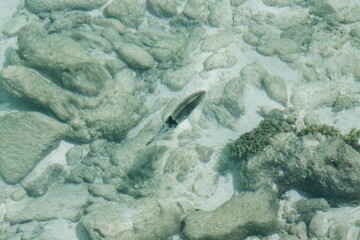 coral reef in the sea and the squid