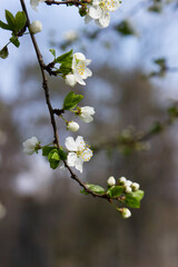 Branches of a blossoming tree against the sky. Cherry plum flowers.