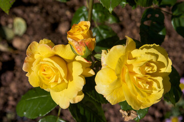 yellow roses in garden