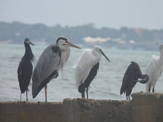 White Crane,Great Egret Bird And gray Heron :
crane birds at Zanibar island