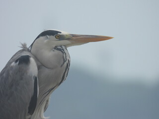 White Crane,Great Egret Bird And gray Heron :
crane birds at Zanibar island