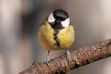 Mésange charbonnière (Parus major)
