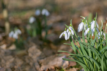 Common snowdrops (Galanthus nivalis) flowers.