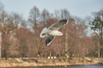 Seagulls of Kaliningrad fly on the summer lake.