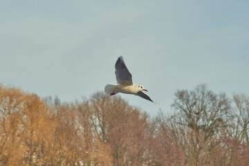 Seagulls of Kaliningrad fly on the summer lake.