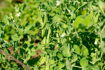 bush of green peas in the country on a sunny summer day. vegetarian food. growing food. Eco-friendly green products of veggies own growing