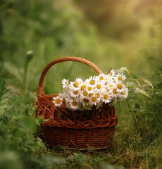 Fototapeta na wymiar basket of daisies