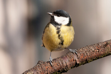 Mésange charbonnière (Parus major)