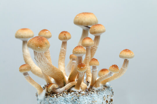 Psilocybe cubensis mushrooms growing on mycelium