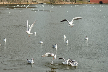 Seagulls of Kaliningrad fly on the summer lake.