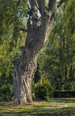 Fototapeta premium Arbre au tronc torturé