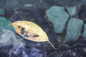 single leaf in clear water. Yellow brittle leaves float on water.
Autumn leaves floating on the water
