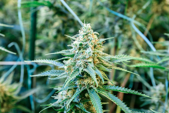 Cannabis flower growing in greenhouse