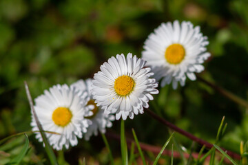 Fototapeta premium Common daisy (Bellis perennis) blooming on the field, is a common European species of daisy, of the family Asteraceae, often considered the archetypal species of that name.Spring time.