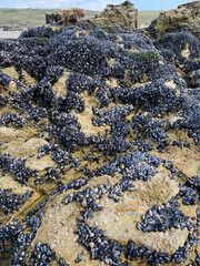 Large Group of Mussels