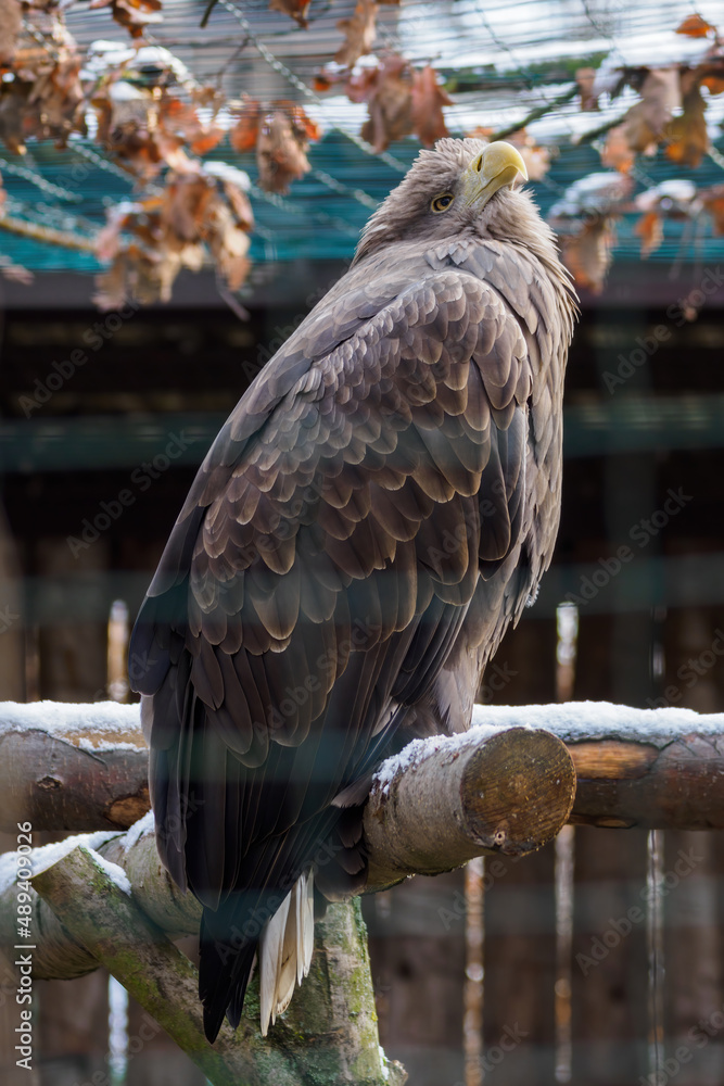 Sticker sea eagle in captivity outdoors.