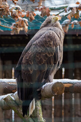 Sea eagle in captivity outdoors.