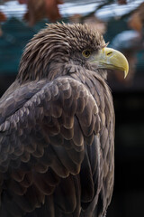 Sea eagle in captivity outdoors.